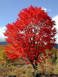norikura-kogen01