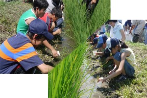 田鯉の放流